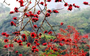 Mãn nhãn trước rừng hoa gạo đỏ trên đất Hà Giang