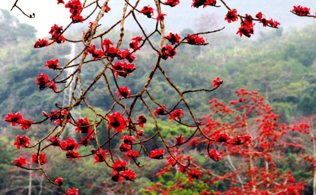 Mãn nhãn trước rừng hoa gạo đỏ trên đất Hà Giang