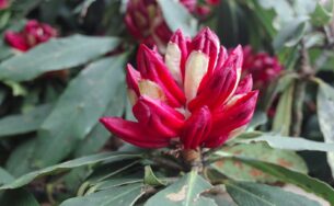 Lên Fansipan ngắm hàng ngàn cây đỗ quyên mùa lễ hội