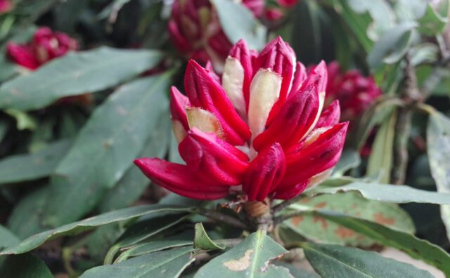 Lên Fansipan ngắm hàng ngàn cây đỗ quyên mùa lễ hội