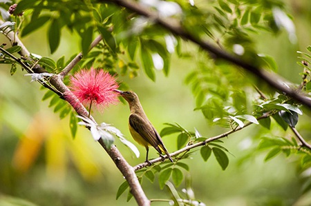 Sabah - Vùng đất của gió qua ống kính nhiếp ảnh gia Việt Nam