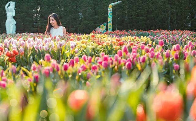 Tết đến Bà Nà, chiêm ngưỡng 1,5 triệu bông tulip khoe sắc