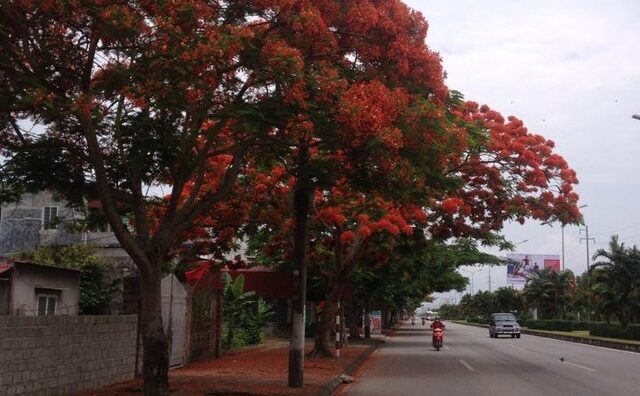 Ngắm vẻ đẹp nao lòng của đường hoa phượng dài nhất Việt Nam