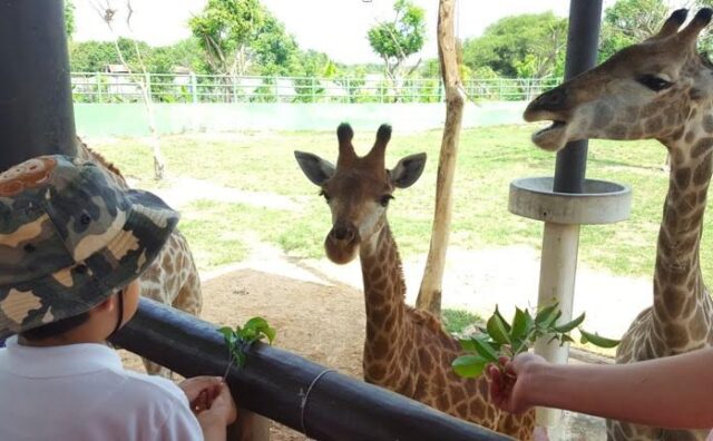 Vườn xoài ngày nay thu hút du khách bởi… đẹp, độc, lạ