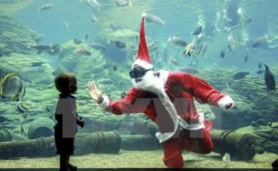 “Ông già Noel” vui đùa với đàn cá dưới Thủy cung