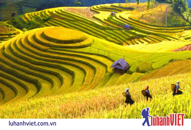 Nghỉ lễ 2/9, nhiều tour không tăng giá, dịch vụ không đổi - 1 Khám phá Đông Tây Bắc mùa vàng là trải nghiệm thú vị nhiều du khách không thể bỏ qua