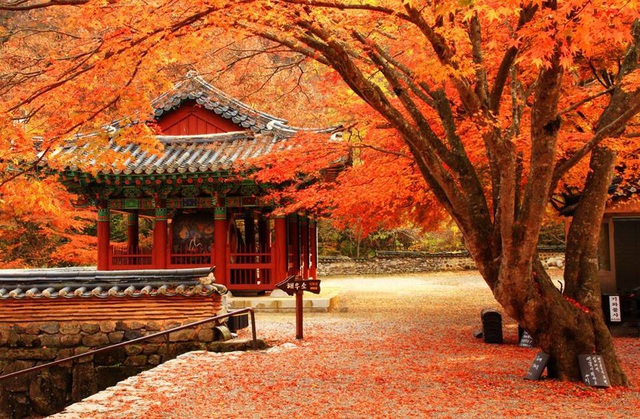 Momiji rực đỏ Todaiji.