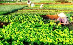 Hội An công bố nhiều sự kiện du lịch trong năm 2016
