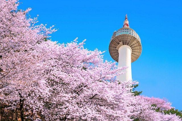 Chân núi Namsan là điểm đến ngắm hoa anh đào lý tưởng