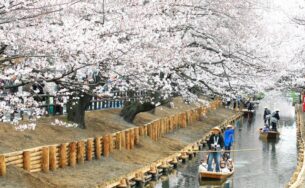 Thưởng thức lễ hội Hanami trong mùa Anh đào nở tại Nhật Bản