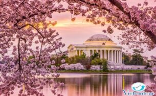 Ngắm hoa Anh Đào đẹp nhất thế giới chỉ từ 11,2 triệu đồng