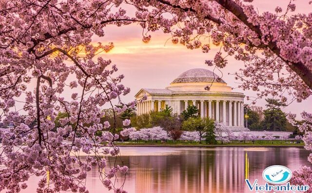 Ngắm hoa Anh Đào đẹp nhất thế giới chỉ từ 11,2 triệu đồng