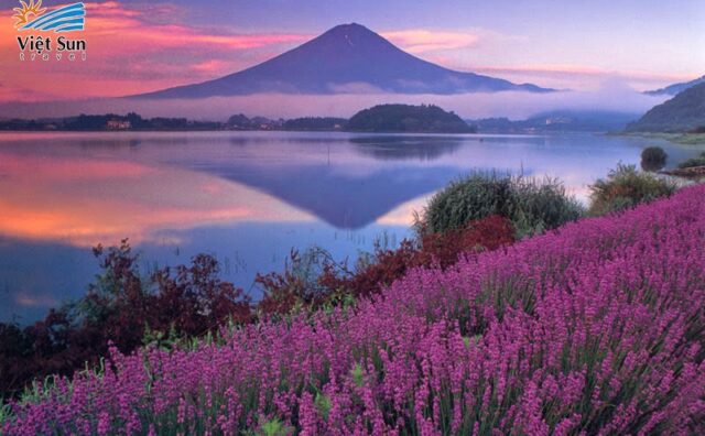 Ngắm hoa oải hương ngút ngàn dưới chân núi Phú Sĩ