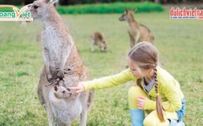Ngắm tuyết rơi mùa hè tại Úc trọn gói từ 19,9 triệu đồng.