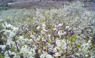 Top 5 điểm du lịch Tết “rất đáng để kéo vali và đi”