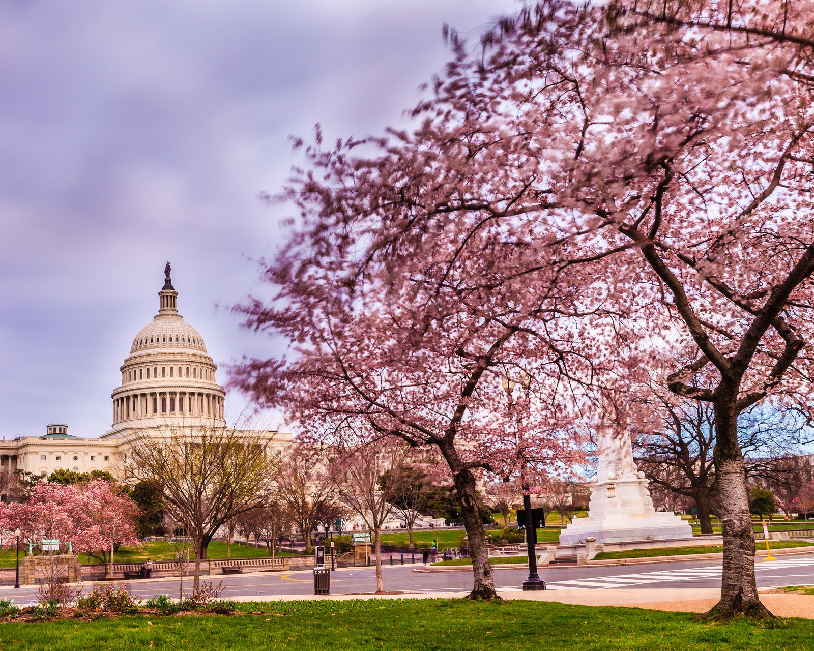 Điện Capitol ở thủ đô Washington D.C. rực rỡ giữa sắc hoa anh đào.