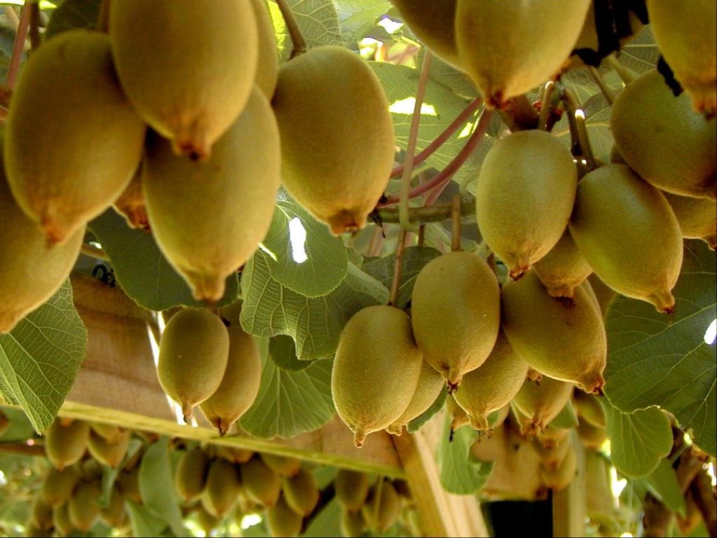 Trải nghiệm hái kiwi