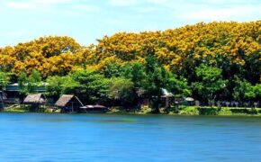 Khai mạc lễ hội “Tam Kỳ – Mùa hoa sưa 2019”