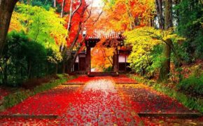 Thu Hàn Quốc – Rực rỡ đến nao lòng!