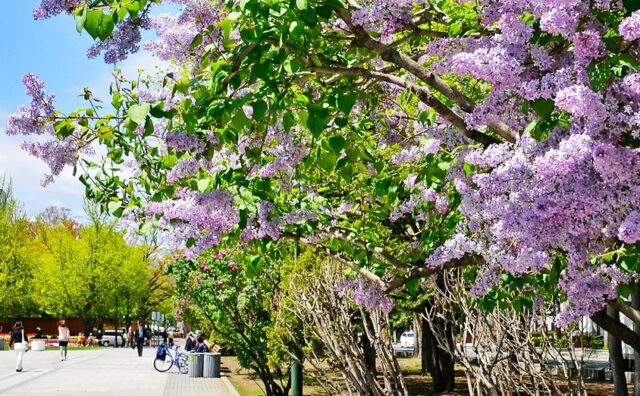 Hokkaido – Màu áo hoa rực rỡ của mùa xuân