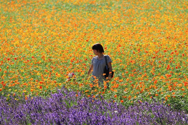 Hokkaido - Màu áo hoa rực rỡ của mùa xuân - 3