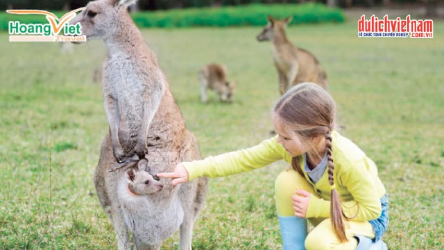 Và chơi đùa cùng những chú Kangaroo