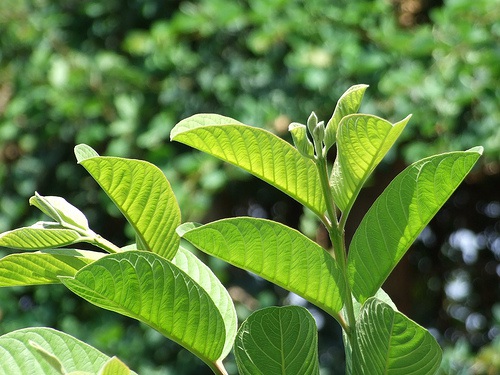 Nem chợ Huyện