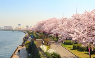 Khám phá công viên hoa Anh Đào đẹp nhất xứ Phù Tang với vé tàu Tobu Railway