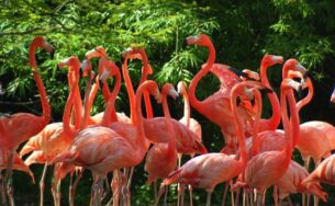 Đi đâu cuối tuần: khám phá Vườn Xoài