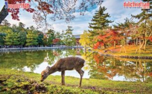 Những địa điểm ngắm mùa thu đẹp nhất tại Hàn Quốc, Nhật Bản