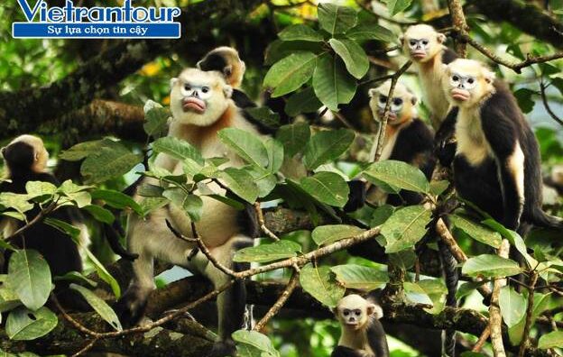 Ngược về miền đất Phượng Hoàng