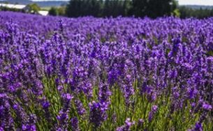 Tour Úc mới: Vẻ đẹp bất tận của Tasmania